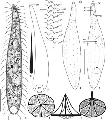 Morphology and Molecular Phylogeny of Two New Trachelophyllid Ciliates, Monolamellophrya terricola gen. nov., sp. nov. and Trachelophyllum parapiculatum sp. nov. (Litostomatea, Haptoria), From South Korea